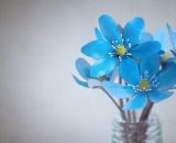 Dei fiori colorati (©pixabay.com)