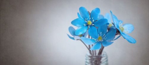 Dei fiori colorati (©pixabay.com)
