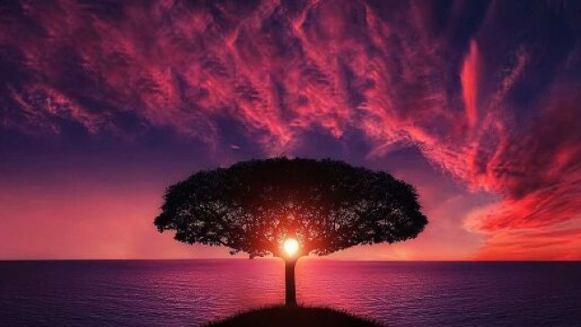 Un albero e un tramonto (©pixabay)