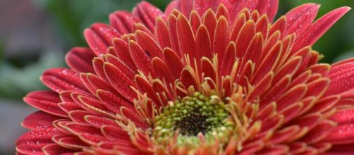 Dalia di colore rosso fragola - © Pexels.com