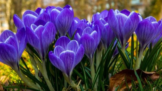 Dei fiori colorati di blu (©pixabay)