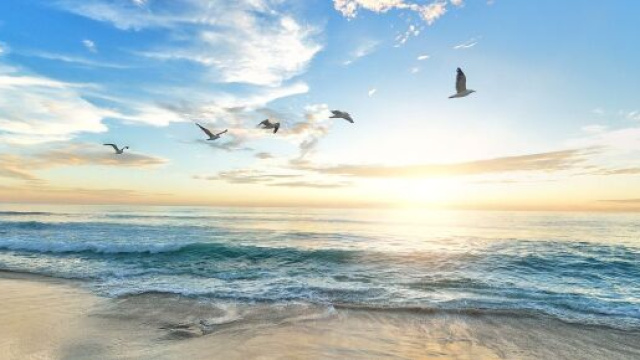 Mare con degli uccelli in volo (©pixabay)