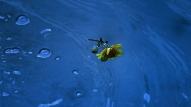 Un fiore giallo in acqua (&copy;pixabay)