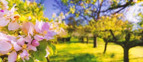 Un campo di alberi e fiori (© Pixabay).