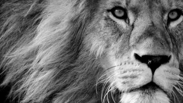 Un leone in bianco e nero © Pixabay