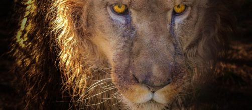 Segno zodiacale del Leone © Pixabay