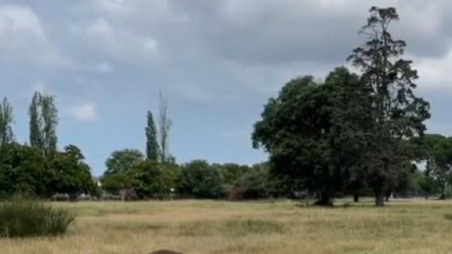 Un paesaggio con alberi © Flavia Castellini