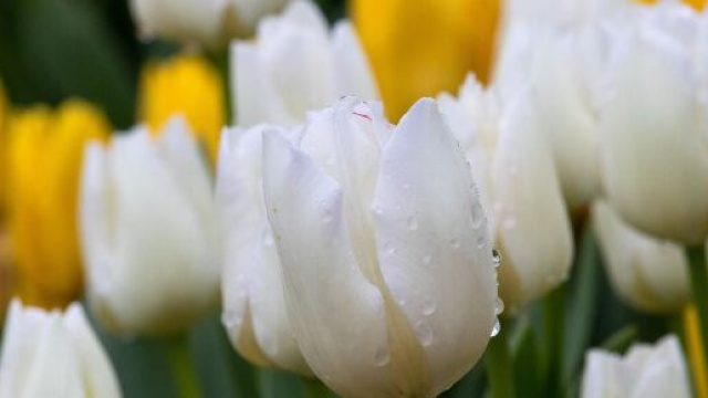 Tulipani colorati nella rugiada (©pixabay)