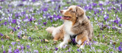 Cane immerso nel prato di fiori viola © Pixabay.