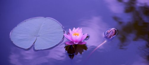 Ninfee con fiore di loto - © Pixabay