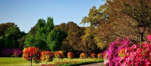 Un viale di alberi e fiori (©pixabay.com)