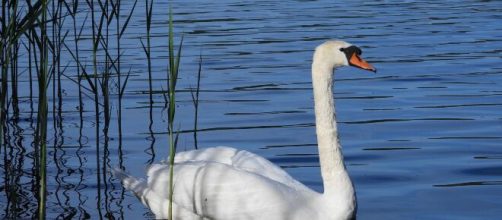 Sorgente lago con cigno bianco © Pixabay