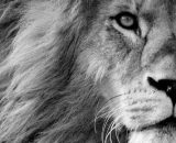 Oroscopo segno del Leone © Pixabay