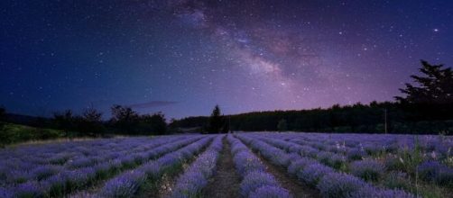 Campo di fiori illuminato dal cielo notturno © pixabay.com.