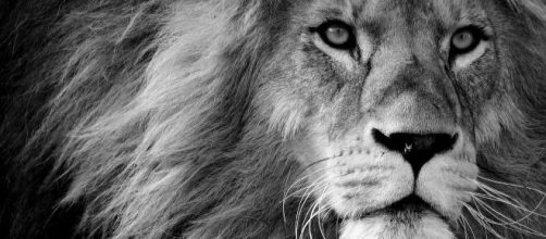 Oroscopo segno del Leone © Pixabay