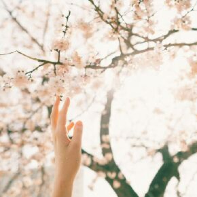 Una mano tesa verso un albero fiorito - © Pexels