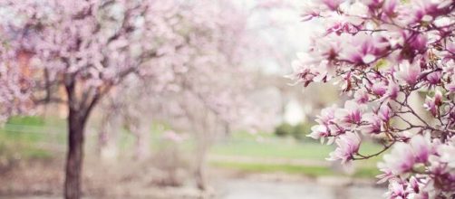 Alberi di magnolia fioriti © Pixabay