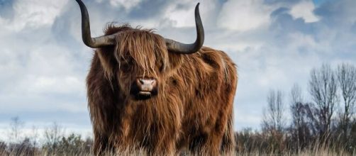 Oroscopo segno del Toro © Pixabay