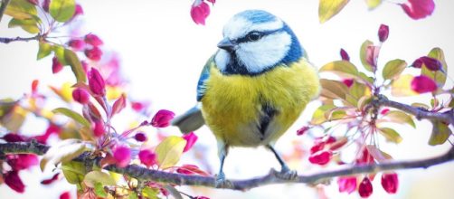 Un uccello poggiato su un ramo (©pixabay)