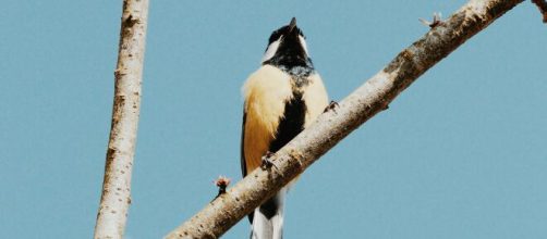 Rondine sui rami di un albero - © Pexels.