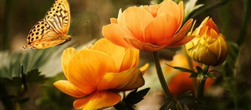Farfalla e fiori © Immagine di Pixabay.