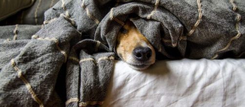 Musetto del cagnolino che spunta sotto le coperte © Pixabay