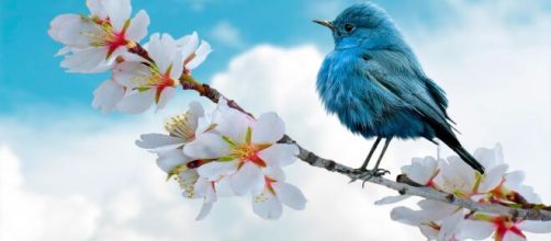 Uccellino azzurro su un rametto di fiori bianchi © Pixabay.