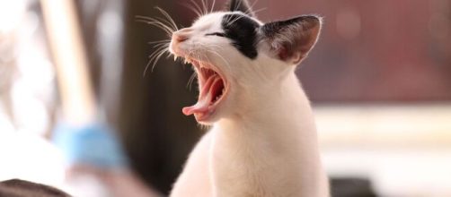 Gatto bianco che sbadiglia © Pixabay.