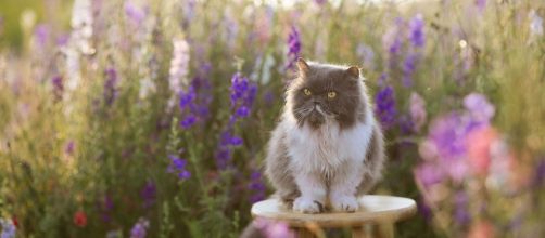 Un gatto seduto con dei fiori sullo sfondo (©pixabay.com)