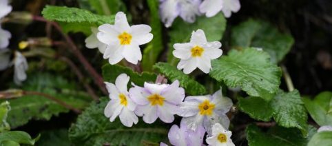 Risotto con le primule, un primo delicato per palati raffinati