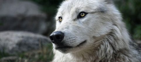 I tre cuccioli di metalupo sono un grande passo avanti, ma non è proprio de-estinzione