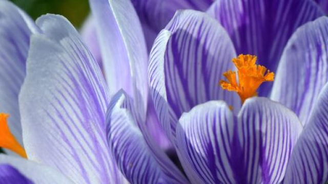 Dei fiori colorati (&copy;pixabay.com)