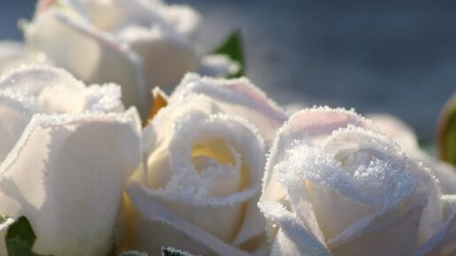 Alcune rose bianche (©pixabay)