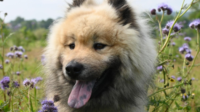 Cagnolino felice su prato con fiori viola © Pixabay