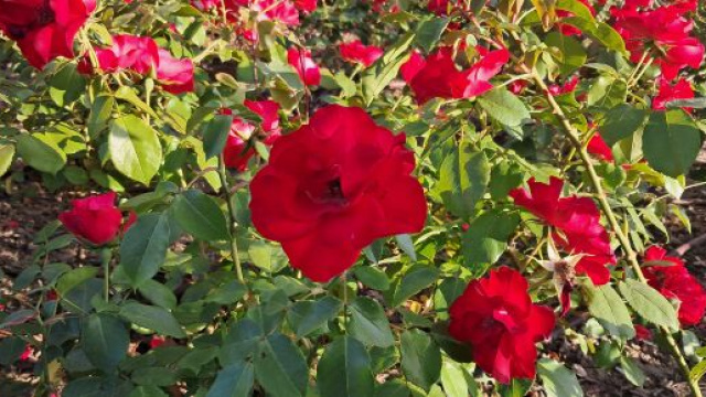 Aiuola di rose rosse © Katia Di Luna