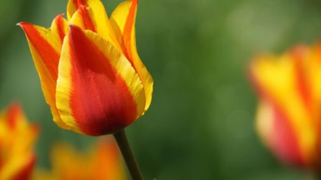 Un tulipano giallo e rosso © Pixabay