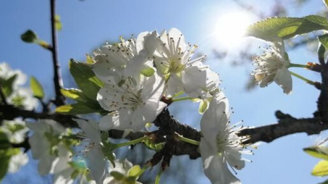 Ramo di un albero in fiore © Pixabay