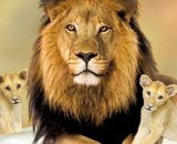 Leone e alcuni cuccioli © Pixabay