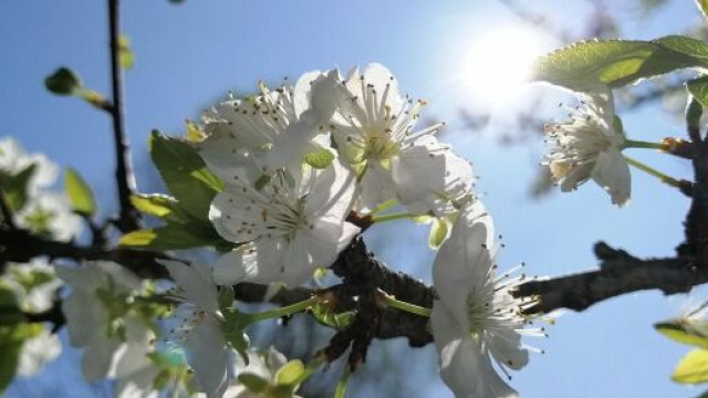 Un albero bianco in fiore (©pixabay)