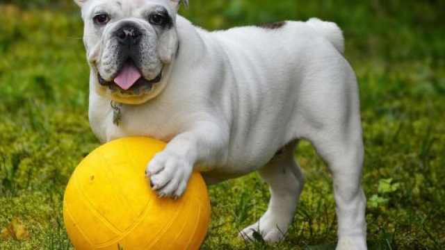 Cagnolino bianco che gioca a pallone © Pixabay