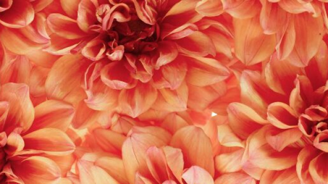 Dalia luminosa in piena fioritura – © Pixabay.