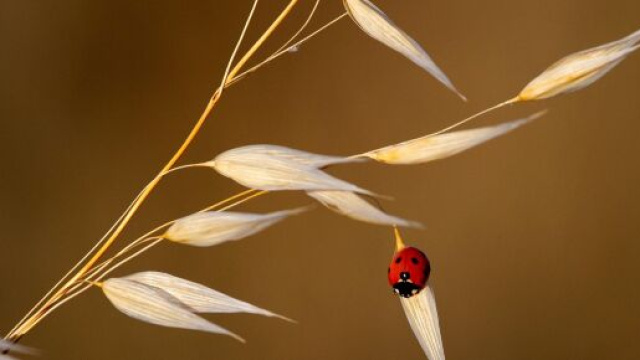 Coccinella su pianta © Immagine di Pixabay