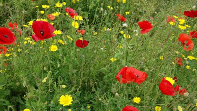 Papaveri con fiori gialli- © Pexels