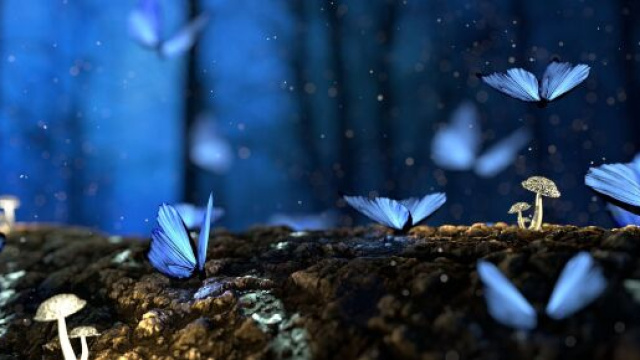 Farfalle blu © Immagine di Pixabay.