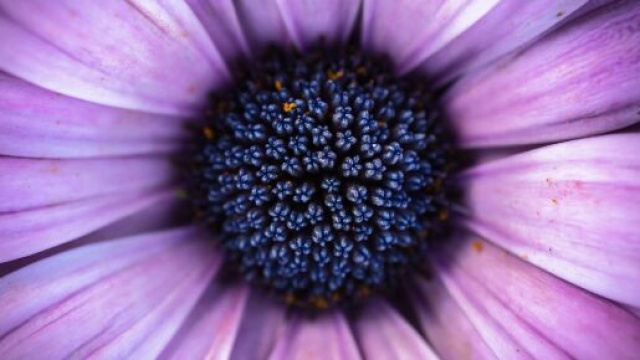 Fiore viola ingrandimento © Immagine di Pixabay.