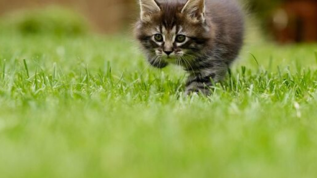 gattino che corre sul prato verde © Pixabay.