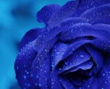 Una rosa colorata di blu (©pixabay.com)