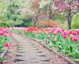 Un viale di fiori (©pixabay.com)