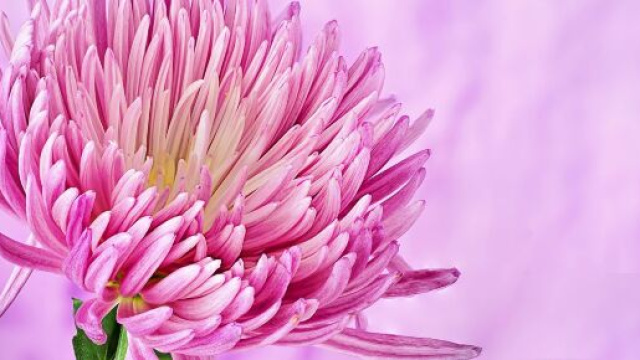 Fiore rosa © Immagine di Pixabay