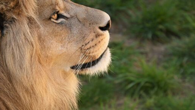 Profilo di un leone nella savana © Pixabay
